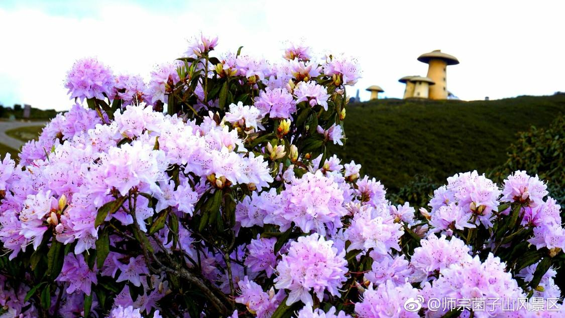 抖音业务24小时在线下单：深度在线服务市场的发展与未来趋势